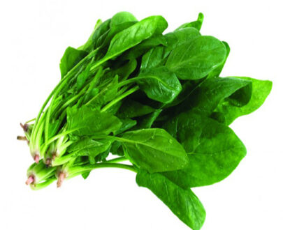 chlorophyllindetay