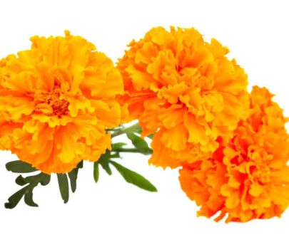 lutein