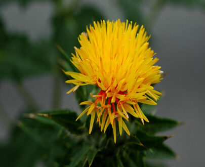 safflowerdetay
